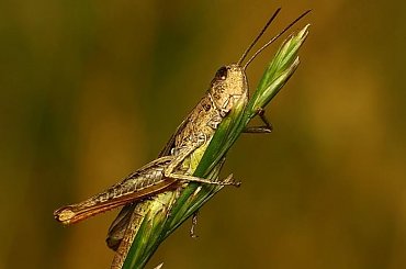 macro, owady, robaczki makro #macro #owady #RobaczkiMakro