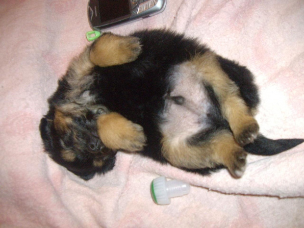 Malutki dropsik spi...siiii... #pies #dropsik #zwierzęta