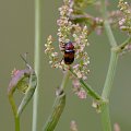 Kwiatki, owady, czyli to czym łąka stoi. #Macro