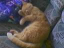 Pusiu dalej spi:)) #kot #puszek #zwierzęta