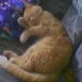 Pusiu dalej spi:)) #kot #puszek #zwierzęta