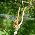 Szablak podobny - Sympetrum striolatum . Data : 27.07.2008. Miejscowość : Piaski Wielkopolskie .