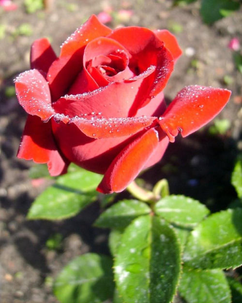 #róża #makro #ogród #kwiaty #lato
