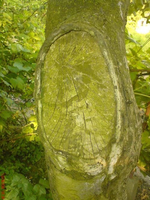 ochrona wnętrza #drzewa