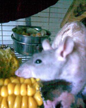 Artur