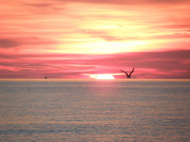 Bałtyk- plaża wyspy Wolin #wakacje #morze #ZachódSłońca #ptak #mewa