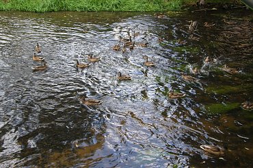 Kaczki - Sławno,sierpień 2008 r. #Ptaki #kaczki