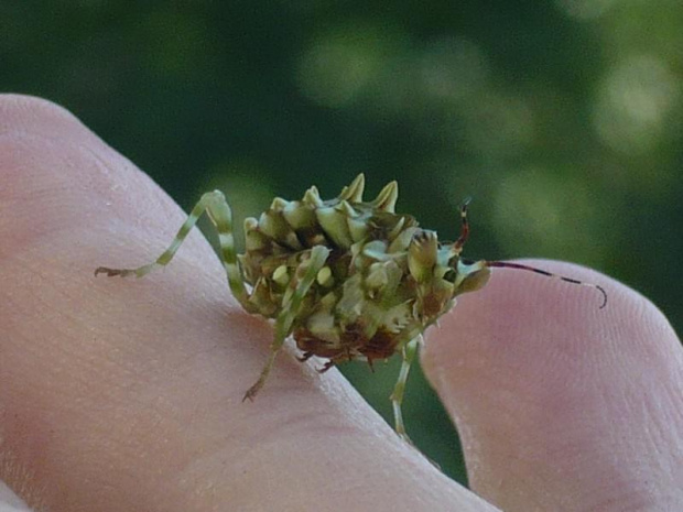 Pseudocreobotra ocellata female L6