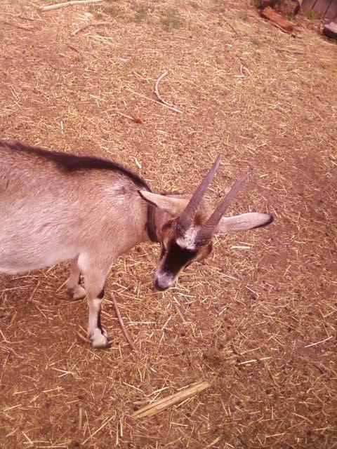 konisie #ddg