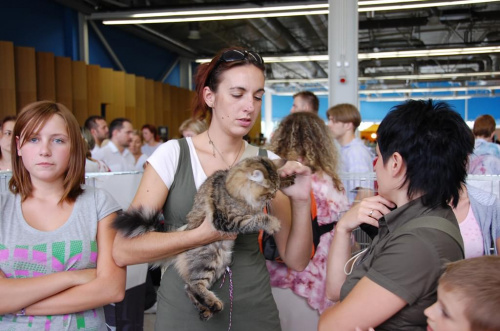 Wystawa kotów rasowych w Ostrawie 17.08.2008