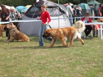 #leonberger #AptekaNatury