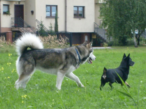 masza z howerli #MaszaZHowerli #AlaskanMalamute