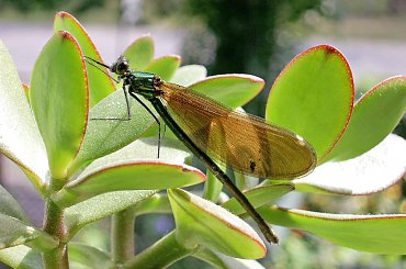 Calopteryx virgo - świtezianka dziewica #FAUNA #MÓJOGRÓD #owady #robaki #zyjatka #wazki