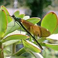 Calopteryx virgo - świtezianka dziewica #FAUNA #MÓJOGRÓD #owady #robaki #zyjatka #wazki