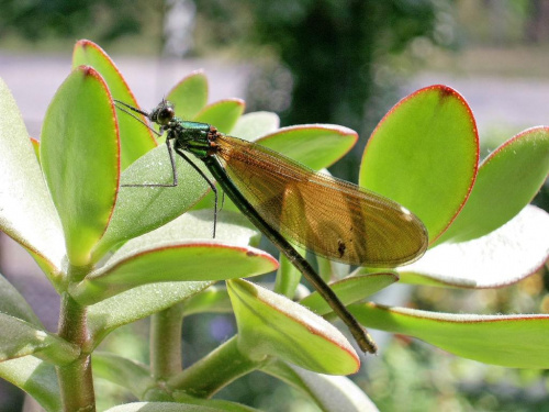 Calopteryx virgo - świtezianka dziewica #FAUNA #MÓJOGRÓD #owady #robaki #zyjatka #wazki