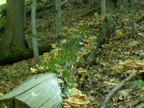 Przełom Pałcznicy w Książańskim Parku Karajobrazowym #Wałbrzych