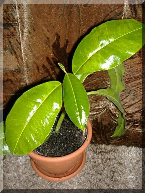 hoya imperialis