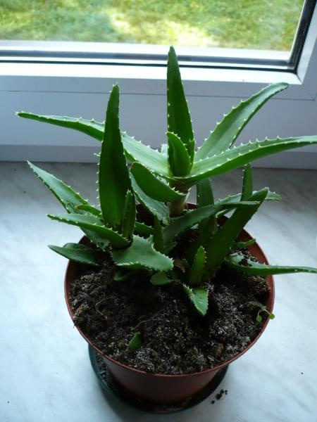 Aloes