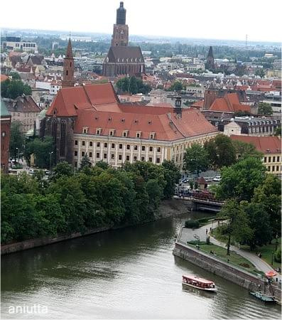 Panorama Wrocławia i przyroda #wrocław #żaba #lilia