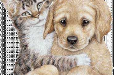 Brokaty Pieski #Pieski