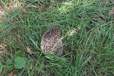 Jeż europejski #MłodyJeż