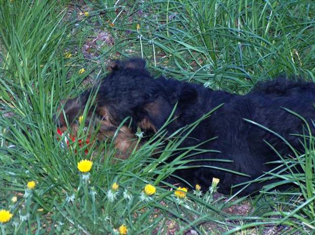 Szuba Sfora Znad Jeziora vel KAUSZA #airedale #terrier #psy #pies