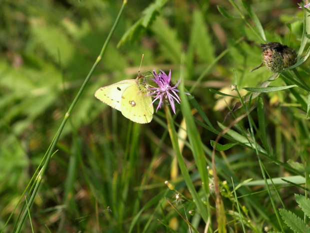 Szlaczkoń siarecznik
(Colias hyale)