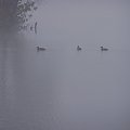 Kaczki sobie we mgle płyną #Woda