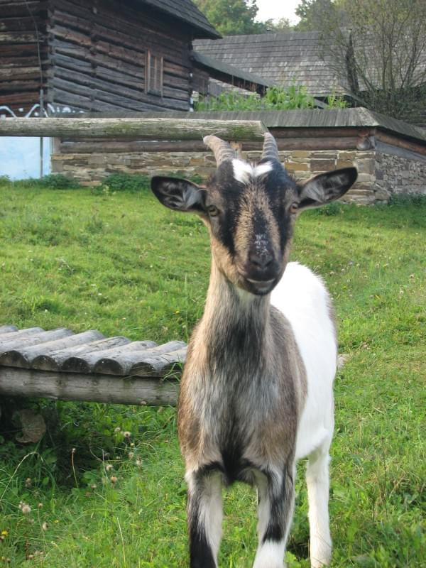 #Skansen #Svidnik #Słowacja