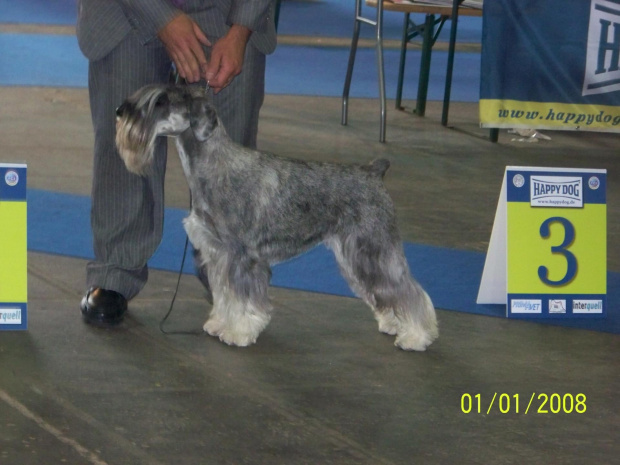 Art Planinum Lavsonia Amor di Schnauzer, 3 exc kl.championów, suki