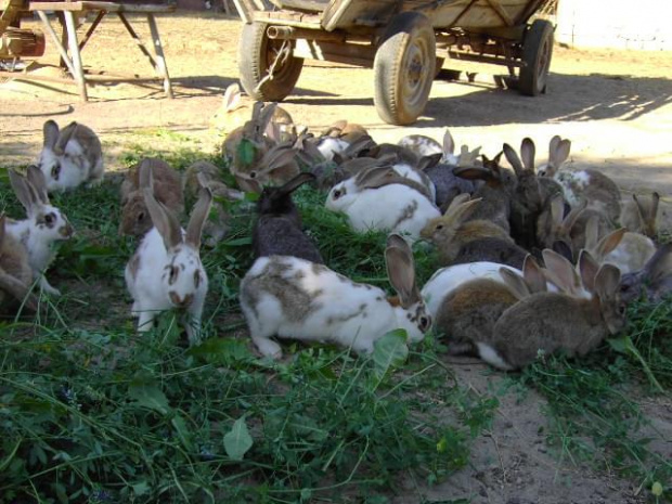 #króliki #wieś