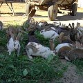 #króliki #wieś