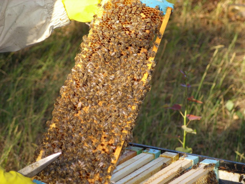nasze pszczółki