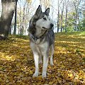 jesiennie.. #psy #pies