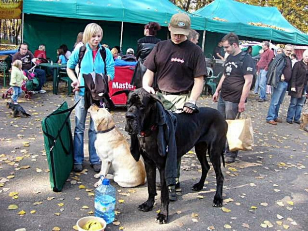 Wystawa psów Zabrze 2008