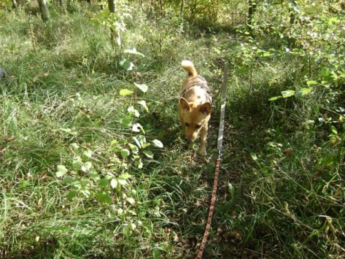 Rudzia, Swindon, Groundwell, październik 2008