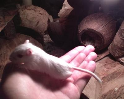 #myszoskoczek #gerbil