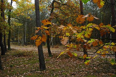 jesiennie #las #natura #jesień