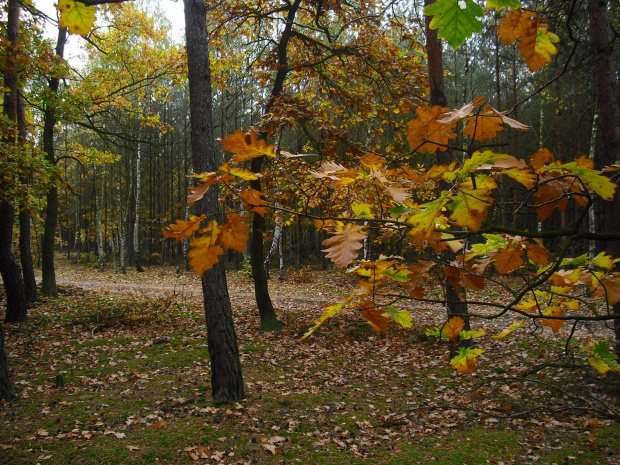 jesiennie #las #natura #jesień