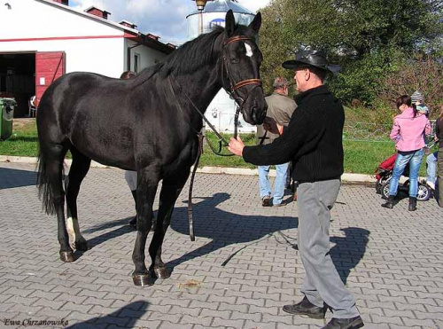 2008.10.18 Hubertus I