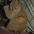 Via Appia*PL Hodowla kotów Brytyjskich i Selkirk Rex