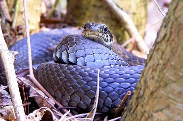 #wąż #zaskroniec #gad #gady #ZaskroniecZwyczajny