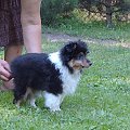 BLACK STONE Vesca Montana #sheltie