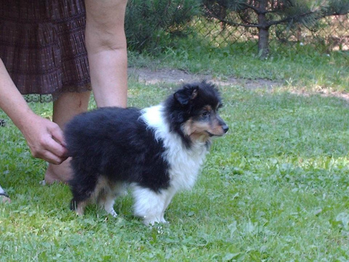 BLACK STONE Vesca Montana #sheltie