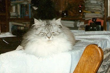 zdjecia moich kotkow przeslicznych :) #koty #ola #dzius #ogród