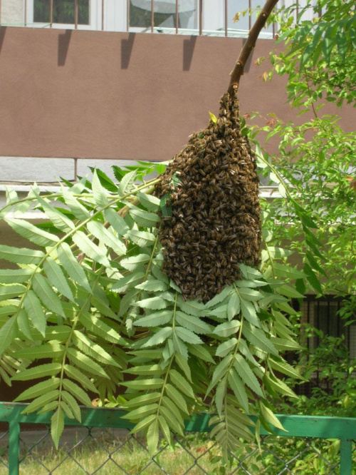 Mieszkanie do wynajęcia obok ;) #pszczoły