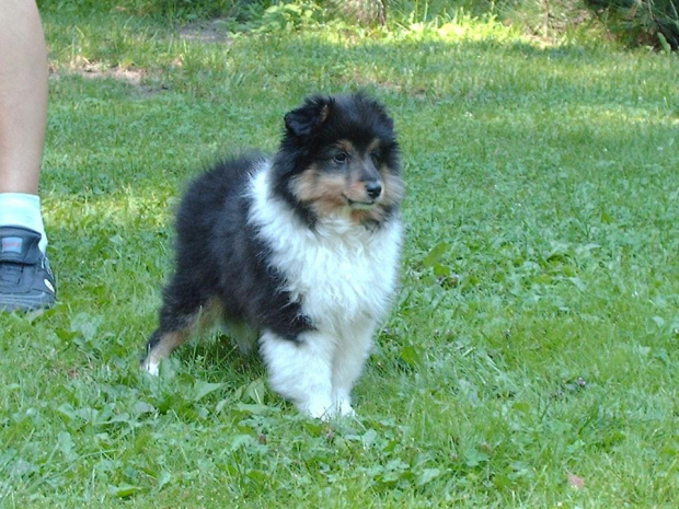 BLACK STONE Vesca Montana #sheltie