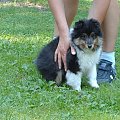 BLACK STONE Vesca Montana #sheltie