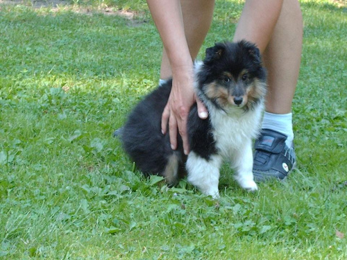 BLACK STONE Vesca Montana #sheltie