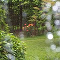 #deszcz #ogród